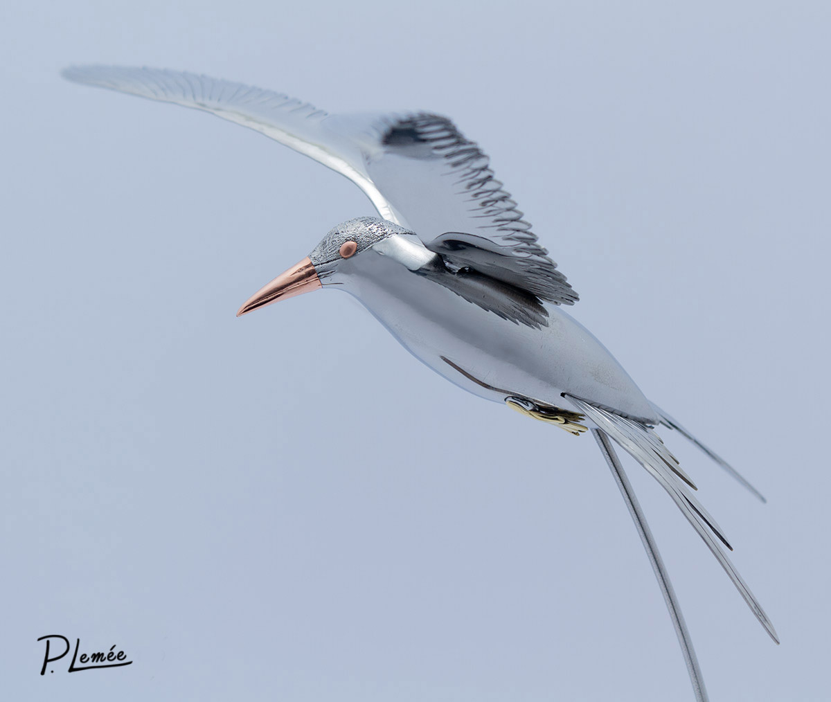 Tern in Flight